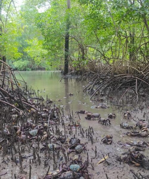 Defeso  do caranguejo-uçá em 2026 começa em fevereiro no Pará