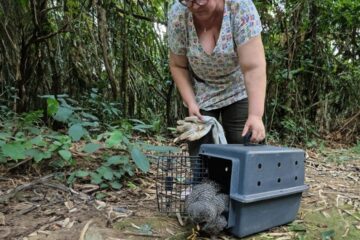 Animais silvestres reabilitados retornam ao Horto Florestal de Rio Branco após atendimento especializado