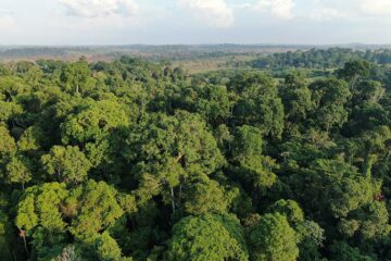 Amazônia entra em zona de risco com avanço do clima hipertropical