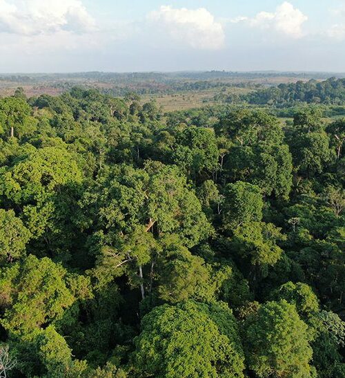 Amazônia entra em zona de risco com avanço do clima hipertropical