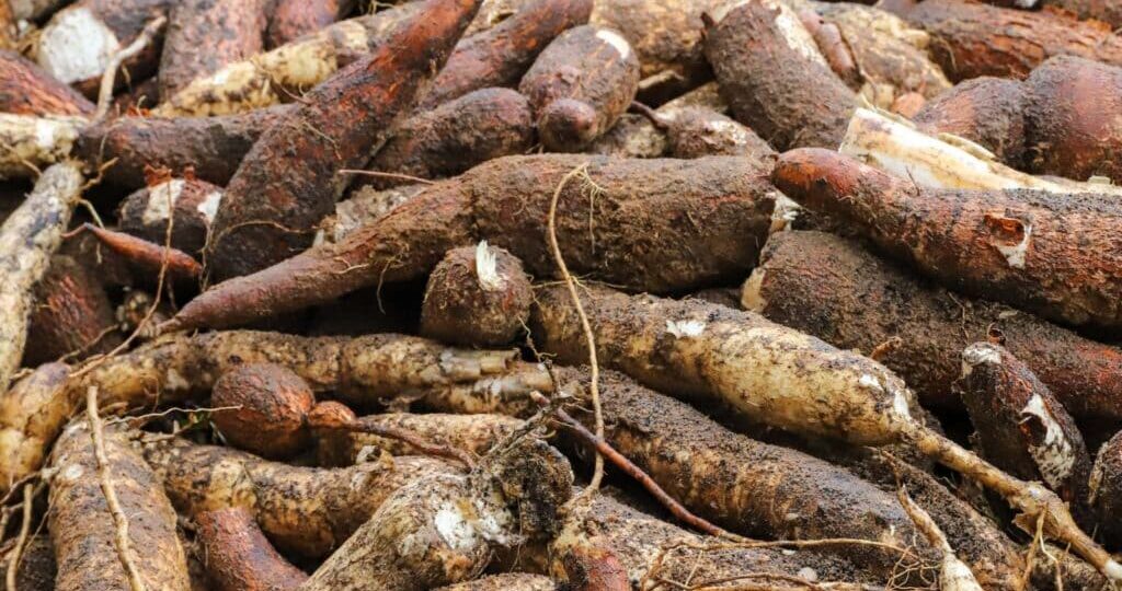 Safra acreana supera 186 mil toneladas em 2025 e reforça crescimento do setor produtivo