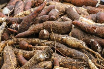 Safra acreana supera 186 mil toneladas em 2025 e reforça crescimento do setor produtivo