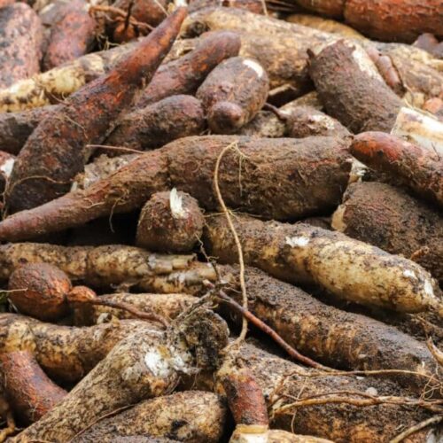 Safra acreana supera 186 mil toneladas em 2025 e reforça crescimento do setor produtivo