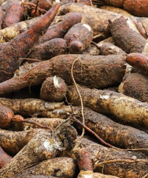 Safra acreana supera 186 mil toneladas em 2025 e reforça crescimento do setor produtivo