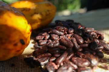 Sedap articula ações com produtores da Transamazônica para fortalecer a cadeia do cacau no Pará