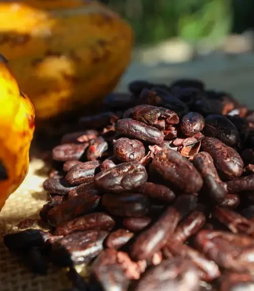 Sedap articula ações com produtores da Transamazônica para fortalecer a cadeia do cacau no Pará