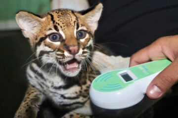 Centro de Fauna do Tocantins registra alta expressiva no resgate e reabilitação de animais silvestres em 2025