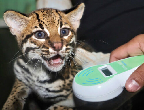 Centro de Fauna do Tocantins registra alta expressiva no resgate e reabilitação de animais silvestres em 2025