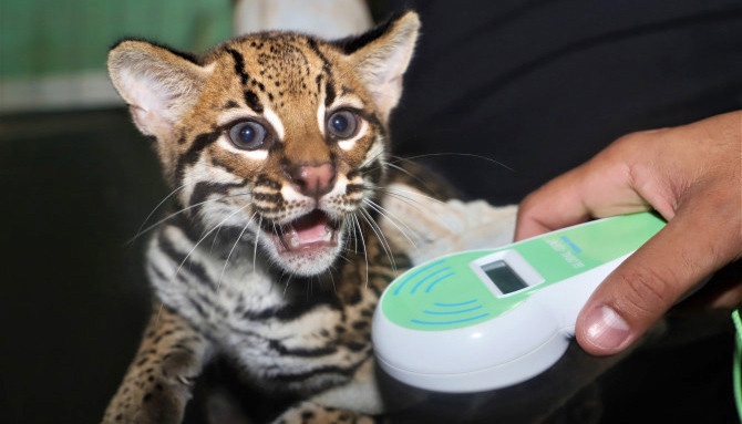 Centro de Fauna do Tocantins registra alta expressiva no resgate e reabilitação de animais silvestres em 2025