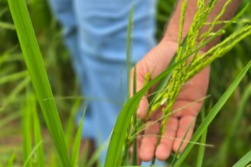 Prefeitura acompanha plantio de arroz e amplia apoio à agricultura familiar no Barro Vermelho