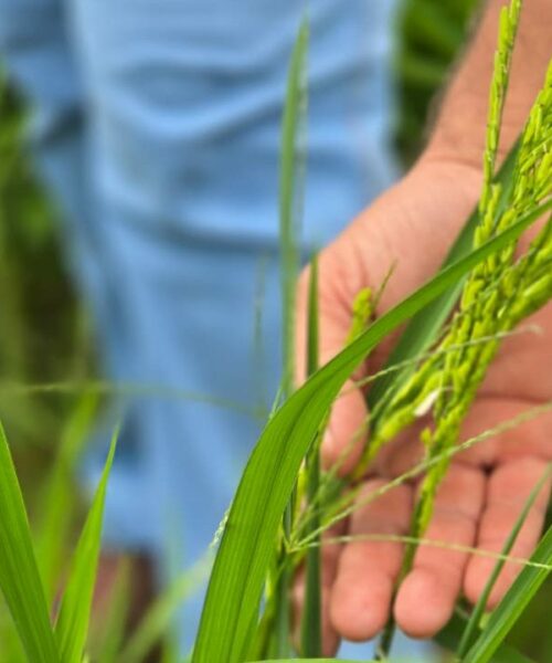 Prefeitura acompanha plantio de arroz e amplia apoio à agricultura familiar no Barro Vermelho