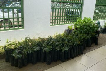 Naturatins doa 500 mudas para reforçar preservação e reflorestamento do Cerrado