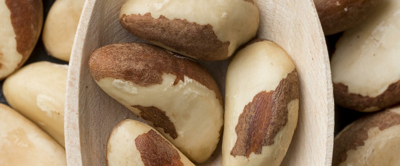 Mulheres e indígenas lideram produção sustentável de castanha no interior do Amazonas