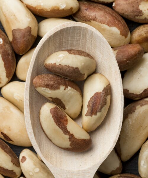 Mulheres e indígenas lideram produção sustentável de castanha no interior do Amazonas