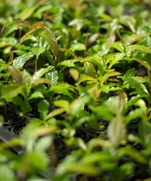 Mata Atlântica avança como referência global em restauração florestal