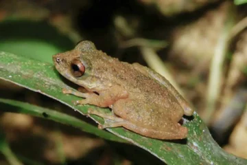Nova espécie de perereca é descoberta no Cerrado mineiro