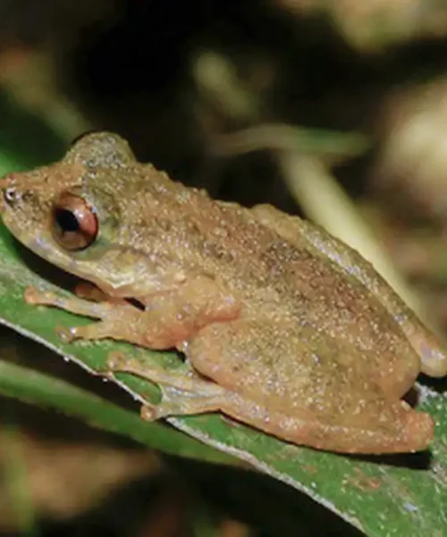 Nova espécie de perereca é descoberta no Cerrado mineiro