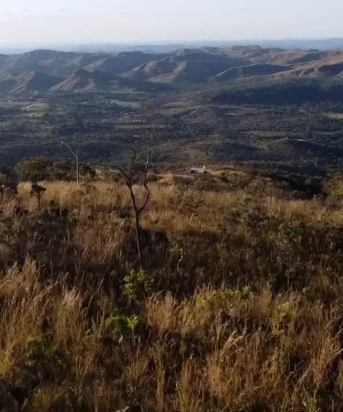 Perda de vegetação no Cerrado supera 55% e acende alerta para crise hídrica e biodiversidade