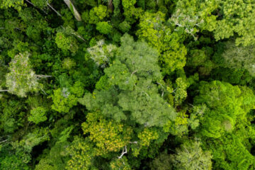 Acre supera meta de controle do desmatamento prevista para 2025 e reforça ações integradas de fiscalização