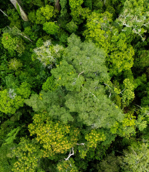 Acre supera meta de controle do desmatamento prevista para 2025 e reforça ações integradas de fiscalização