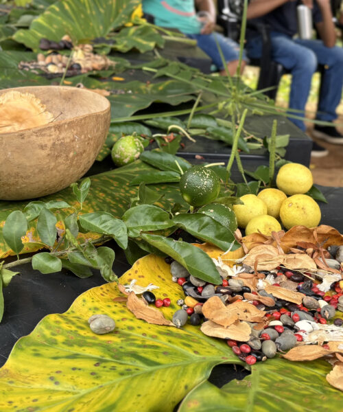 Naturatins realiza oficina de germinação de sementes e plantio de mudas com estudantes durante evento de comemoração ao mês do ecoturismo em Miracema