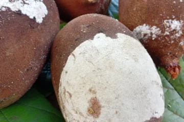 Acre reforça vigilância e amplia ações contra a monilíase do cacau e cupuaçu