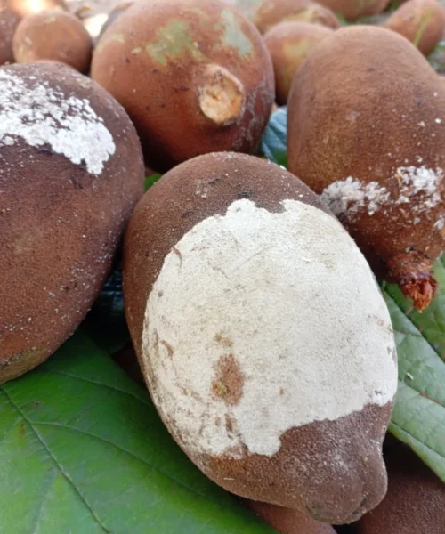 Acre reforça vigilância e amplia ações contra a monilíase do cacau e cupuaçu