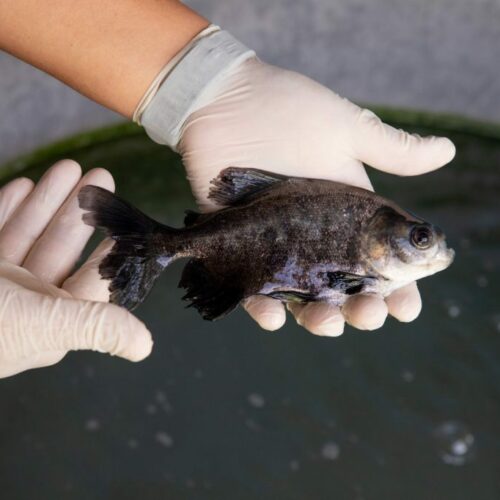 Governo do Amazonas abre inscrições para programa de pesquisa voltado ao setor primário