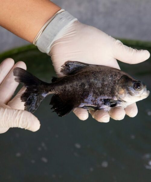 Governo do Amazonas abre inscrições para programa de pesquisa voltado ao setor primário