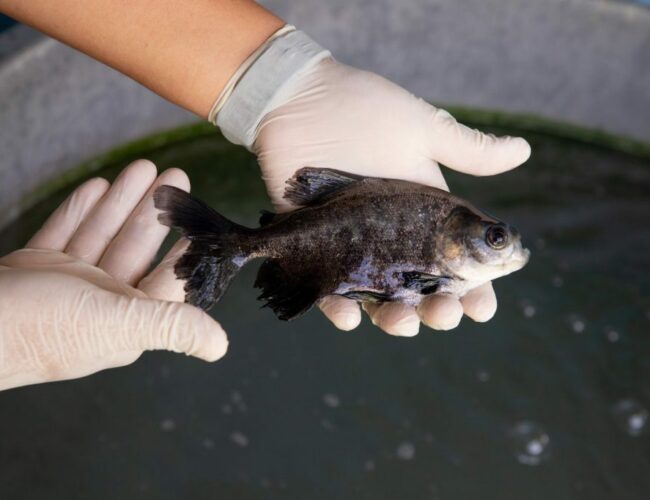 Governo do Amazonas abre inscrições para programa de pesquisa voltado ao setor primário