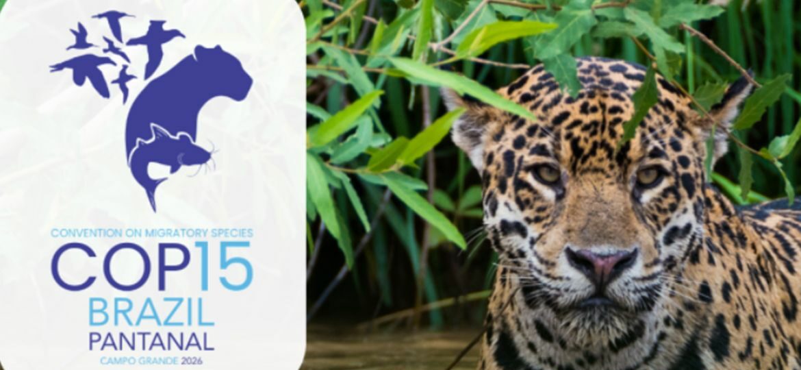 Queda na conservação de espécies migratórias pautará encontro da ONU