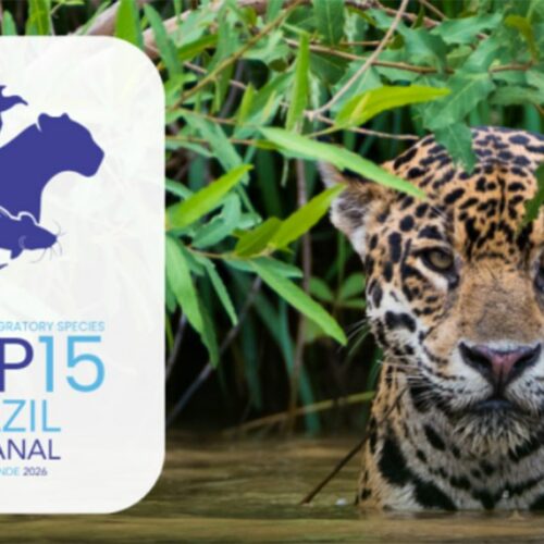 Queda na conservação de espécies migratórias pautará encontro da ONU