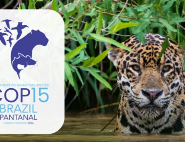 Queda na conservação de espécies migratórias pautará encontro da ONU
