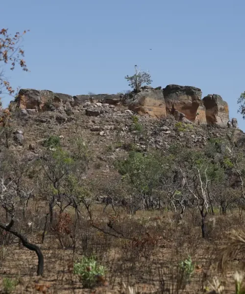 Pesquisa com IA identifica áreas agrícolas abandonadas no Cerrado e aponta potencial para restauração ambiental