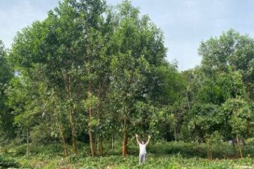 Estudo aponta que “terra preta da Amazônia” acelera crescimento de árvores e pode ajudar no reflorestamento