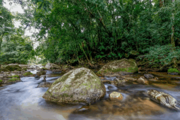 Governo federal lança plano para fortalecer gestão ambiental no Brasil até 2036