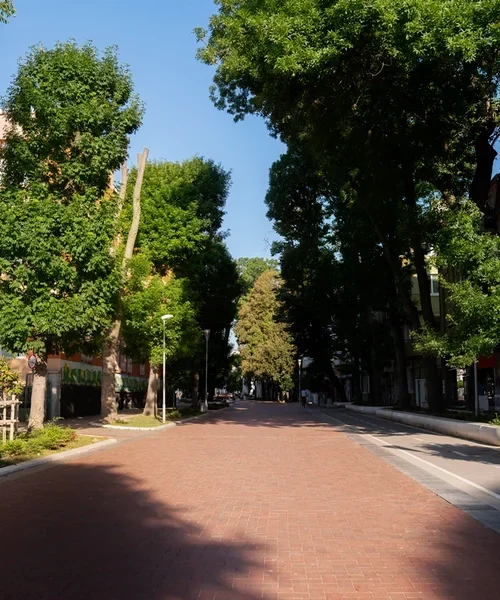 Morar em ruas arborizadas pode reduzir risco cardiovascular, aponta estudo internacional