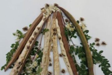 Estudo aponta potencial da semente de moringa para remover microplásticos da água