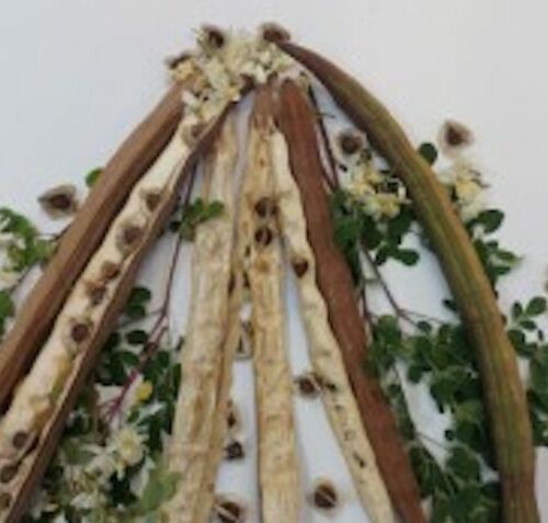 Estudo aponta potencial da semente de moringa para remover microplásticos da água