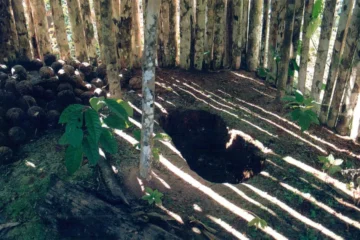 Território do “Índio do Buraco” deve se tornar área de proteção integral em Rondônia