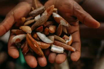 Programa oferece bolsas e imersão na Amazônia para impulsionar negócios da bioeconomia