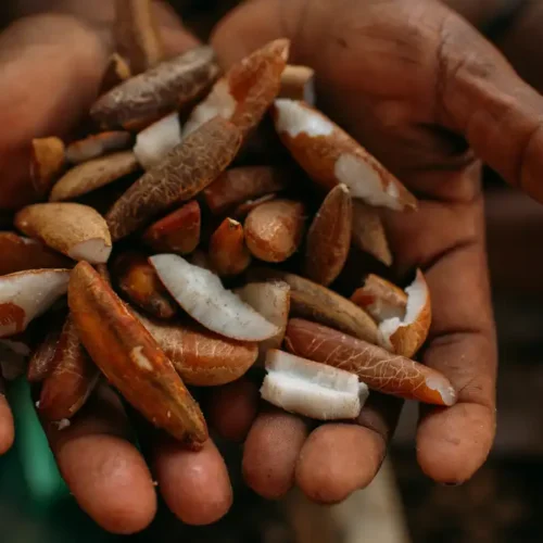 Programa oferece bolsas e imersão na Amazônia para impulsionar negócios da bioeconomia