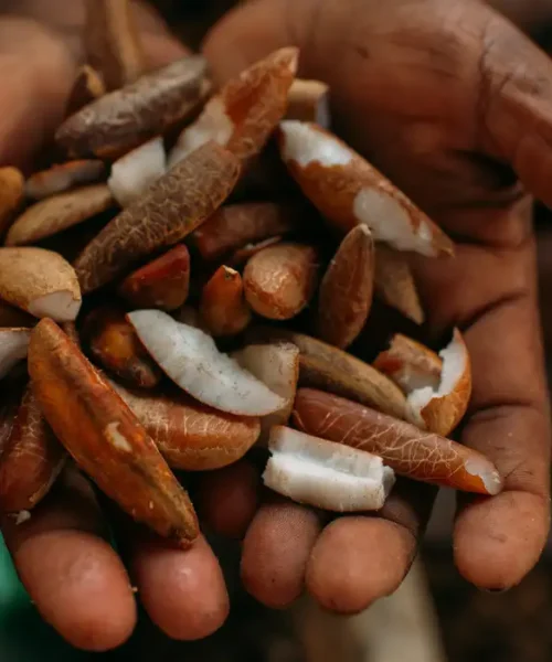 Programa oferece bolsas e imersão na Amazônia para impulsionar negócios da bioeconomia