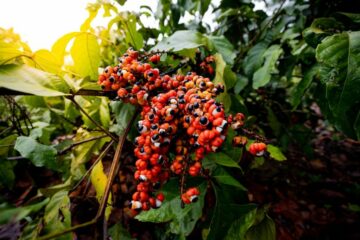 Amazonas abre edital de R$ 3 milhões para impulsionar pesquisas no setor primário sustentável