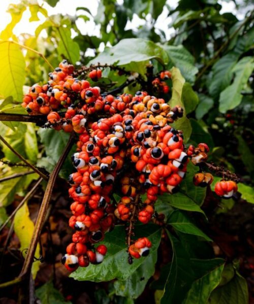 Amazonas abre edital de R$ 3 milhões para impulsionar pesquisas no setor primário sustentável