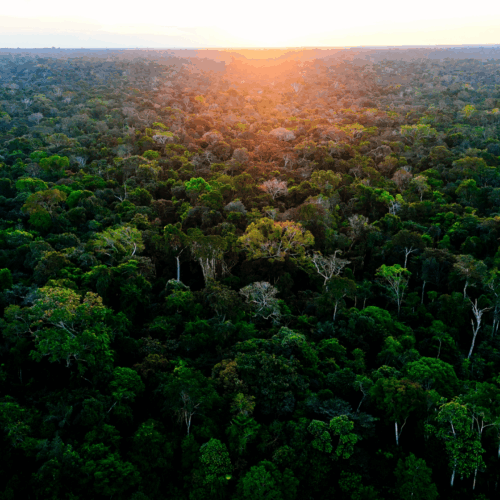 Acre amplia produção agrícola e reduz desmatamento em modelo que busca conciliar economia e conservação
