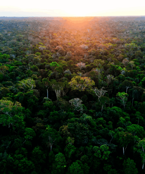 Acre amplia produção agrícola e reduz desmatamento em modelo que busca conciliar economia e conservação