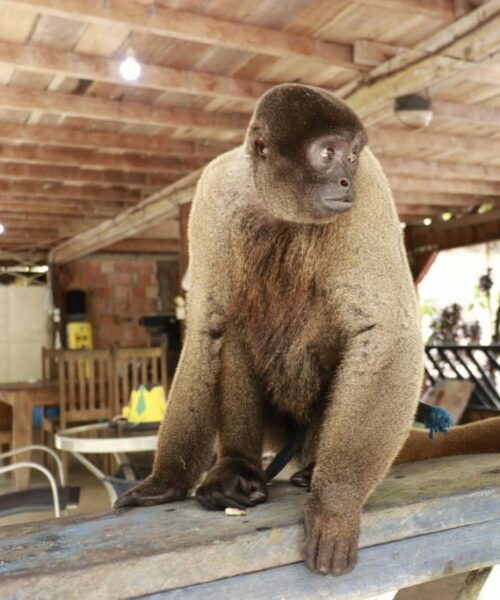 Ipaam resgata macaco-barrigudo mantido em sítio na BR-174, em Manaus