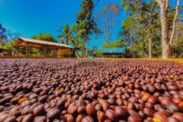 Café sustentável de Rondônia ganha destaque nacional e consolida modelo produtivo aliado à floresta