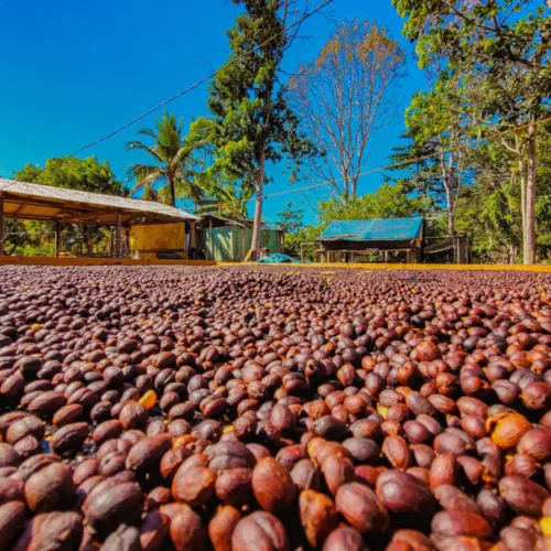 Café sustentável de Rondônia ganha destaque nacional e consolida modelo produtivo aliado à floresta
